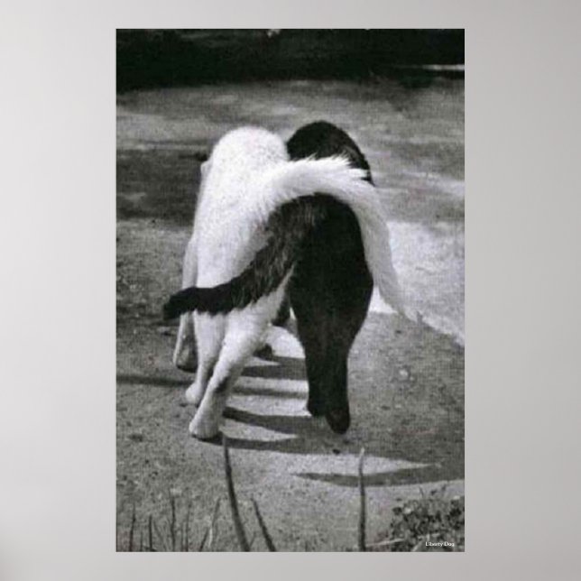 DOIS GATOS - AMIGOS - MELHORES IMPRESSÕES DE POSTE (Frente)