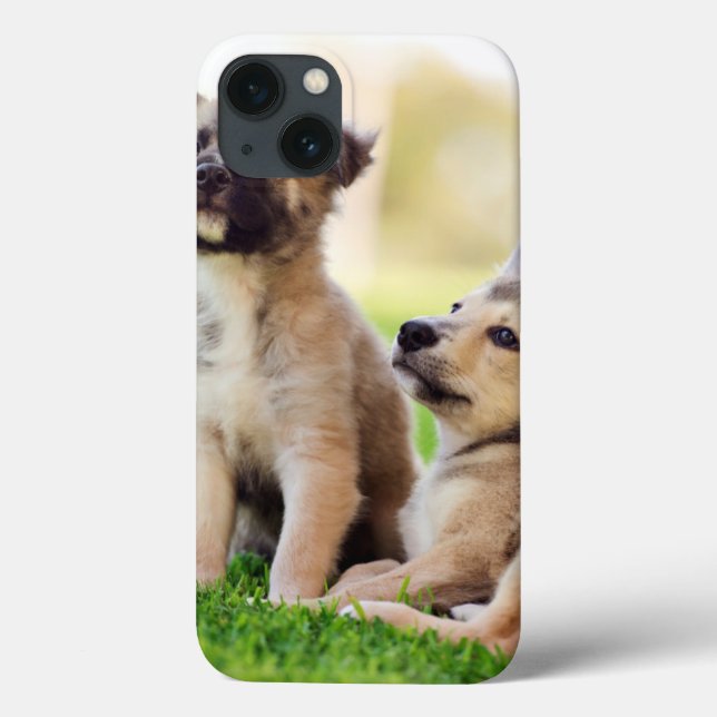 Dois German shepherd (Verso)