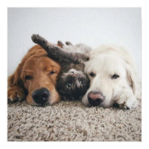 Dois laboratórios personalizados e um Poster de ga