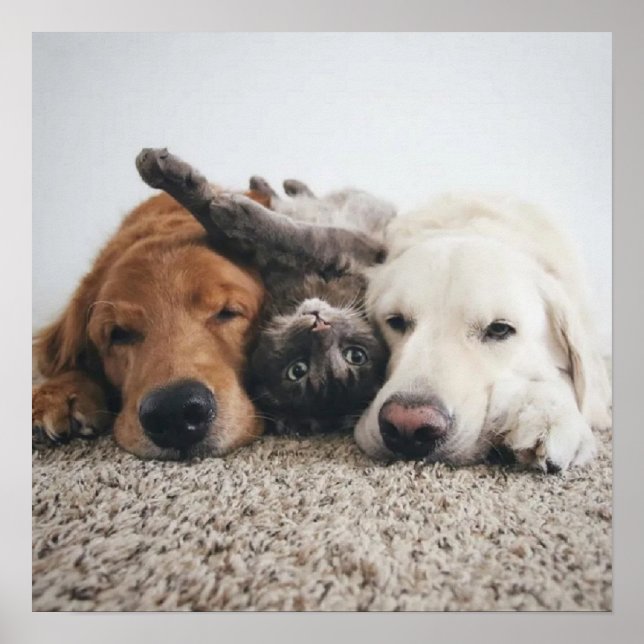 Dois laboratórios personalizados e um Poster de ga (Frente)