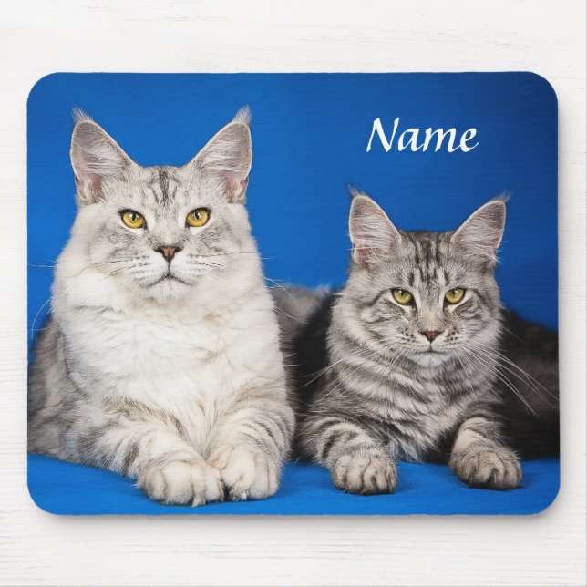 Dois Maine Coon Cats Blue Mousepad (Frente)