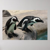 Dois Penguins - Poster de Foto