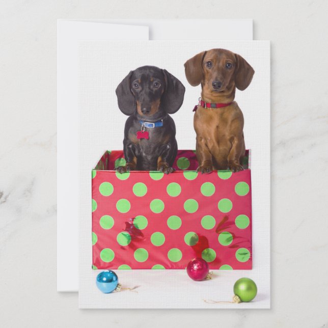 Dois Puppies Dachshund (Frente)