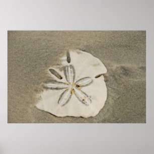 Dólar de areia no poster da praia