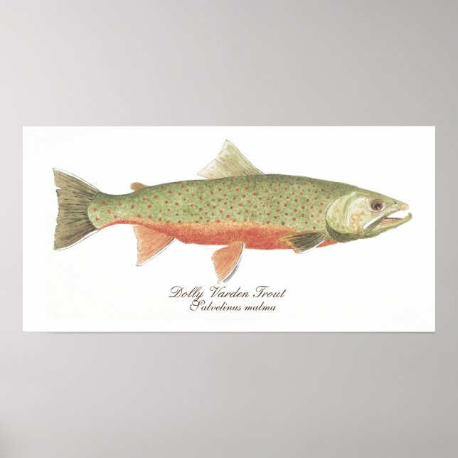 Dolly Varden Trout Art Poster (Frente)