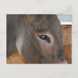 Donkey acha que Fazenda cartão postal de foto anim