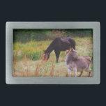 Donkey e cavalo num Campo de Queda.<br><div class="desc">Donkey e cavalo num Campo de Queda. Foto de Sandy Closs. Donkey Autumn,  outono,  fazenda "animais de fazenda" burros,  burro,  "burro giro",  mula,  burro</div>