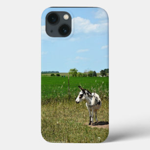 Donkey em um campo