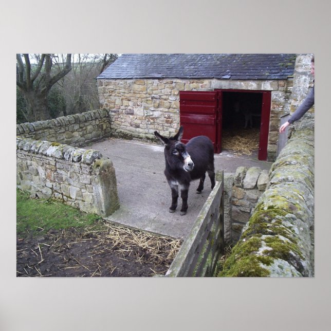 Donkey Impressão (Frente)