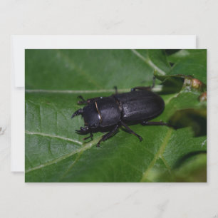 Dorcus parallelipipedus , o escaravelho inferior