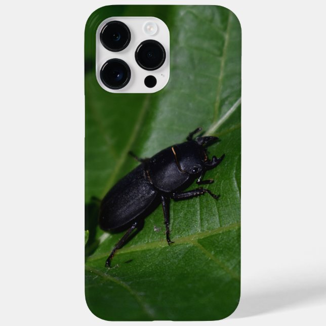 Dorcus parallelipipedus , o escaravelho inferior (Verso)