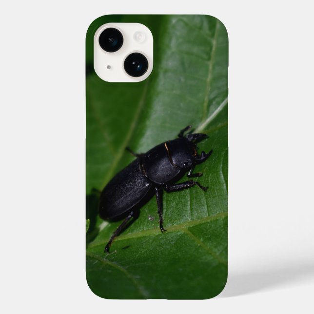 Dorcus parallelipipedus , o escaravelho inferior (Verso)