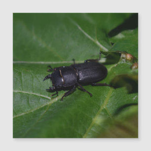 Dorcus parallelipipedus , o escaravelho inferior