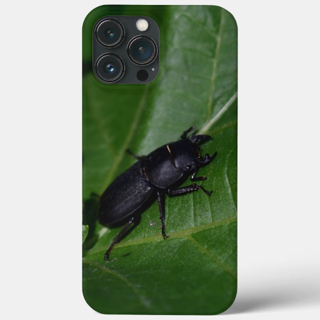 Dorcus parallelipipedus , o escaravelho inferior (Verso)