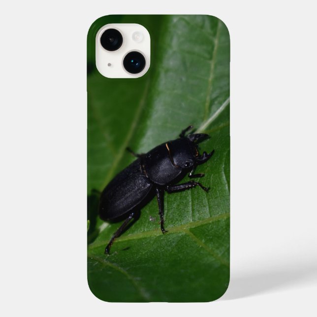 Dorcus parallelipipedus , o escaravelho inferior (Verso)