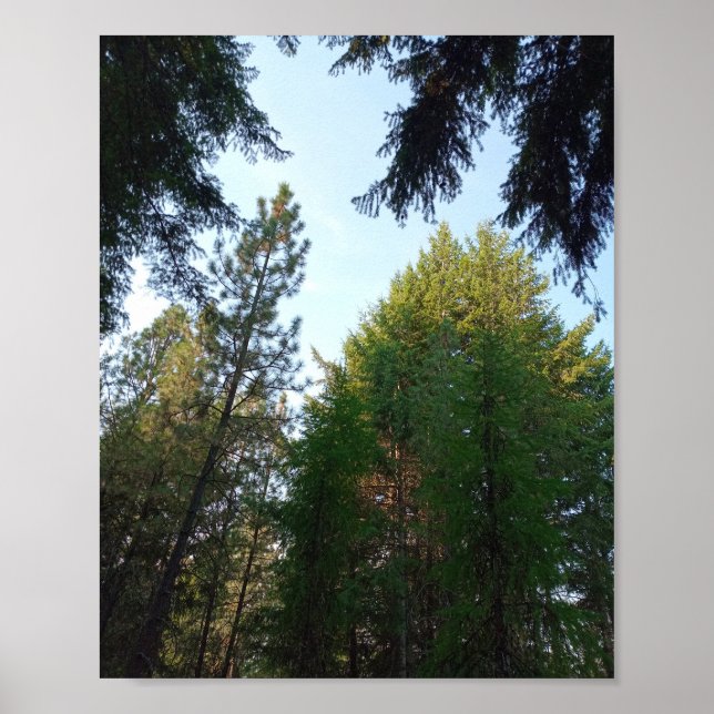 Douglas fir e pine poster (Frente)