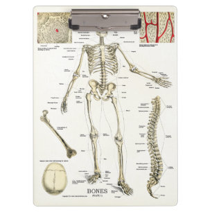 Doutores Escritório Esqueleto Anatomia Prancheta