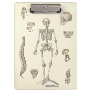 Doutores Escritório Esqueleto Anatomia Prancheta