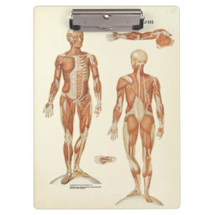 Doutores Escritório Músculo Anatomia Prancheta