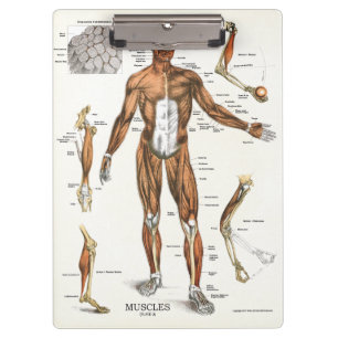Doutores Escritório Músculo Anatomia Prancheta