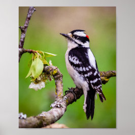 Downy Woodpecker Impressão