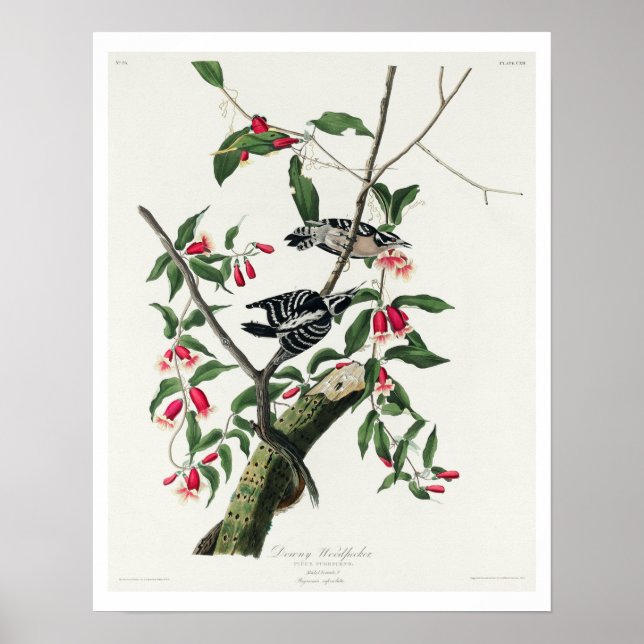 Downy Woodpecker por Poster de Audubon (Frente)