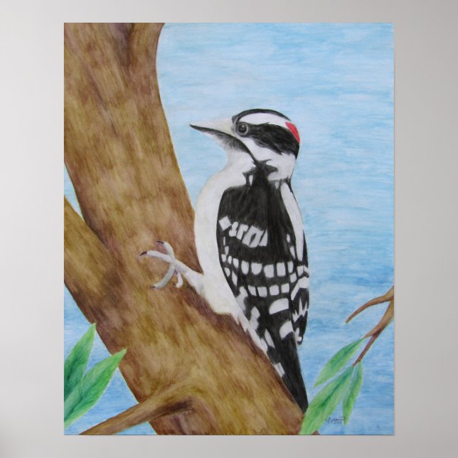 Downy Woodpecker Poster (Frente)