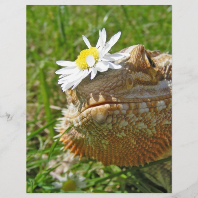 Dragão barrado (Frente)