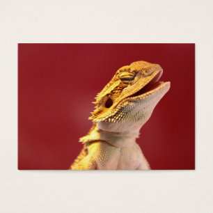 Dragão farpado de riso