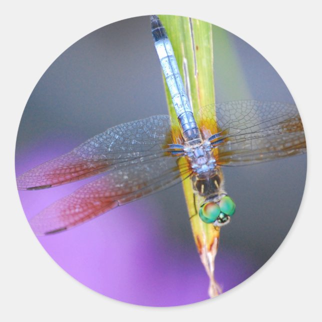 Dragonfly - adesivos (Frente)
