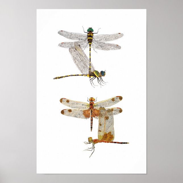 Dragonfly Art Poster (Frente)