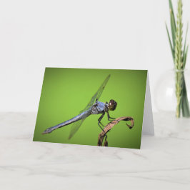 Dragonfly, cartão