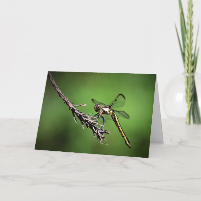 Dragonfly, cartão (Frente)