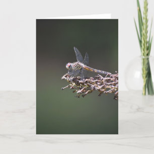Dragonfly, cartão