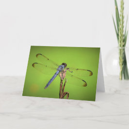 Dragonfly, cartão