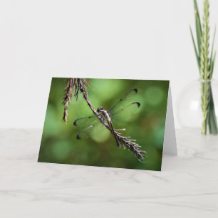 Dragonfly, cartão