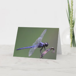 Dragonfly, cartão