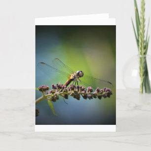 Dragonfly, cartão