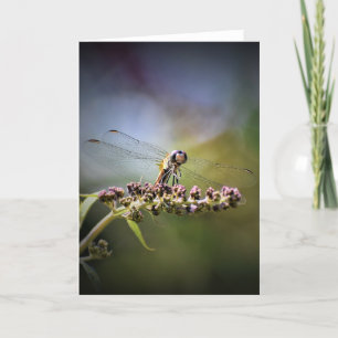 Dragonfly, cartão