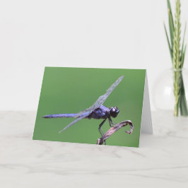 Dragonfly, cartão