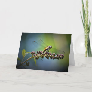 Dragonfly, cartão