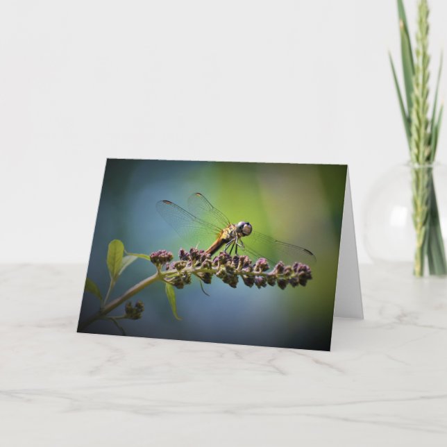 Dragonfly, cartão (Frente)