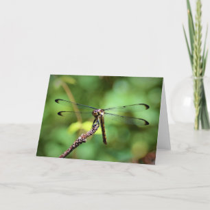 Dragonfly, cartão