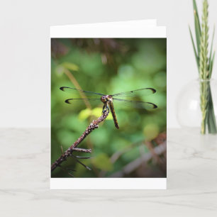 Dragonfly, cartão
