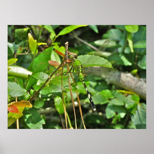 Dragonfly do Pondhawk poster Oriental (Frente)