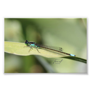 Dragonfly em um Impressão de Foto Folha
