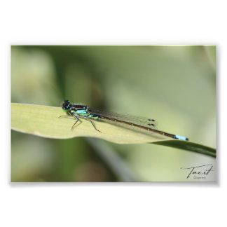Dragonfly em um Impressão de Foto Folha