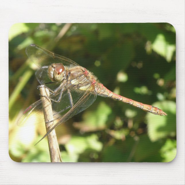 Dragonfly em um Mousepad Macro Twig (Frente)