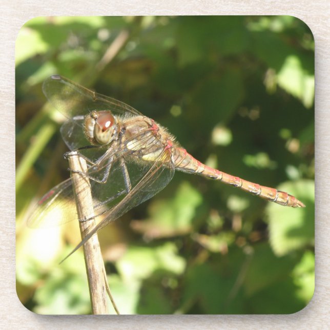 Dragonfly em uma Porta copos de Twig Cork (Frente)