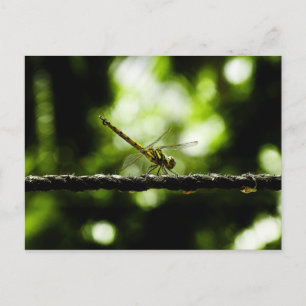 Dragonfly em verde - Cartões postais